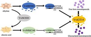 Unlocking the secret grape aroma: key gene modulates terpene aroma