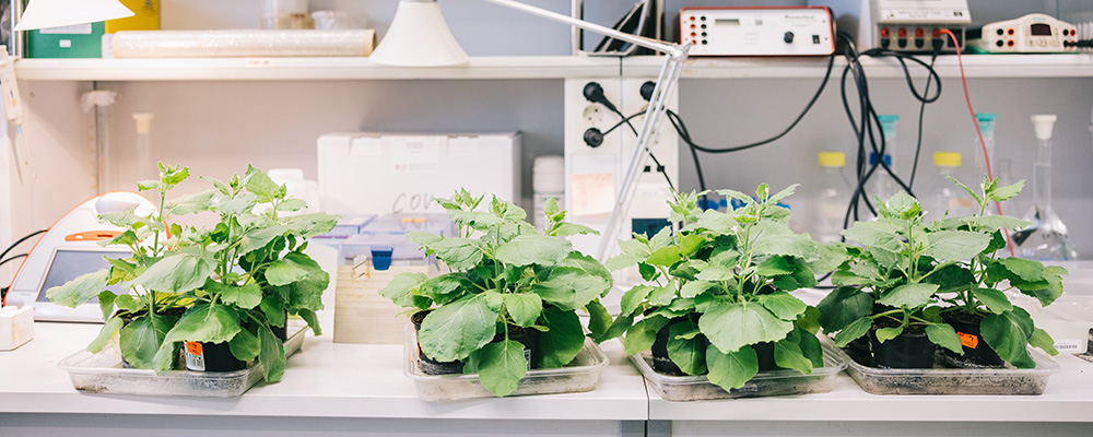 Simple trick can improve accuracy of plant genetics research