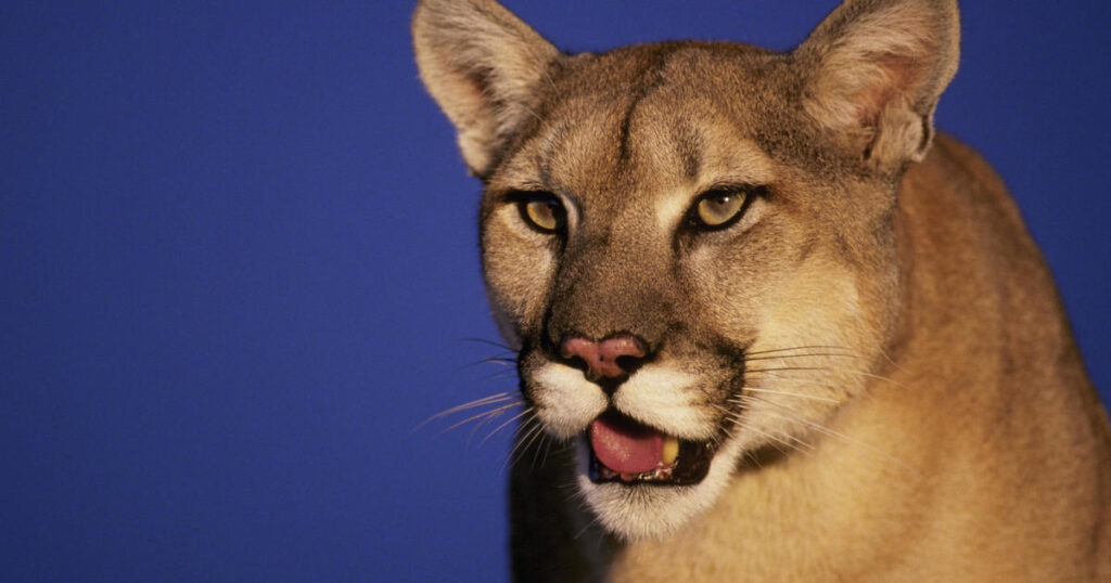 Mountain lion found dead on Highway 101 near wildlife crossing construction